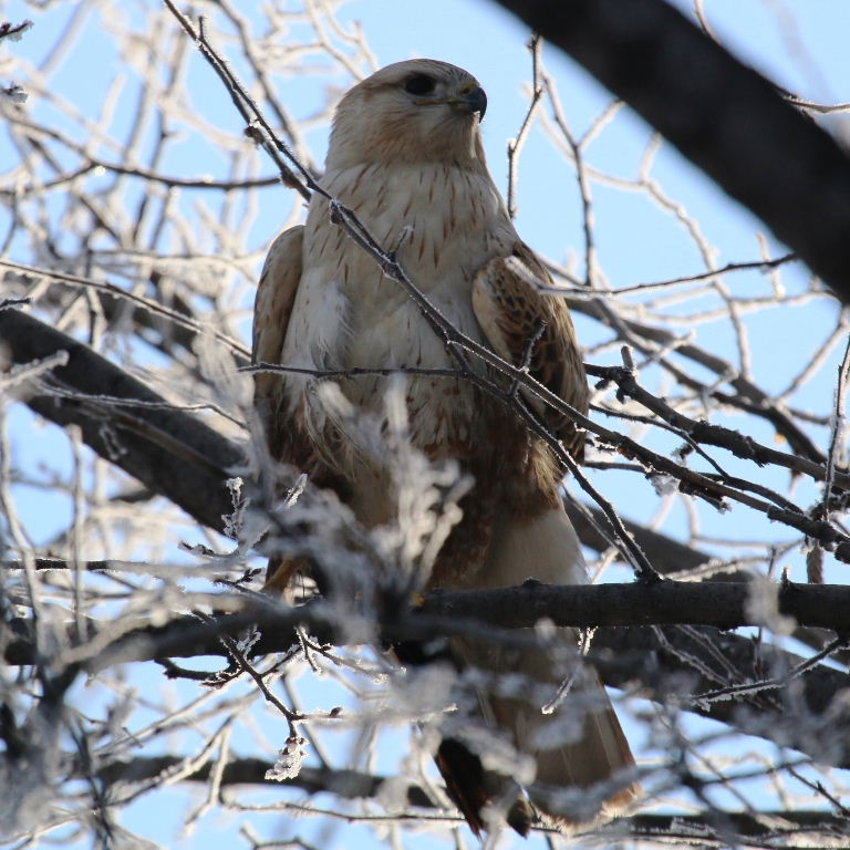 Long-legged Buzzard