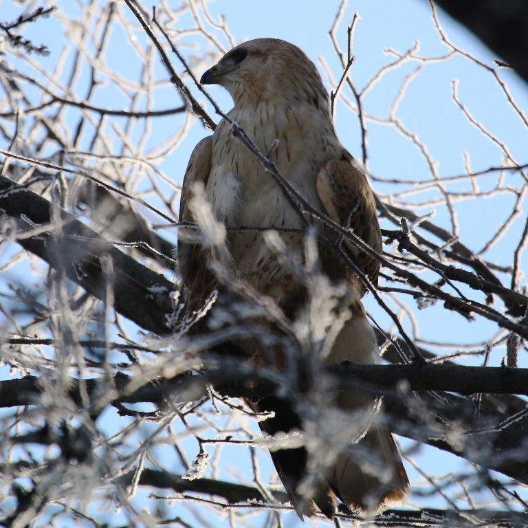 Long-legged Buzzard