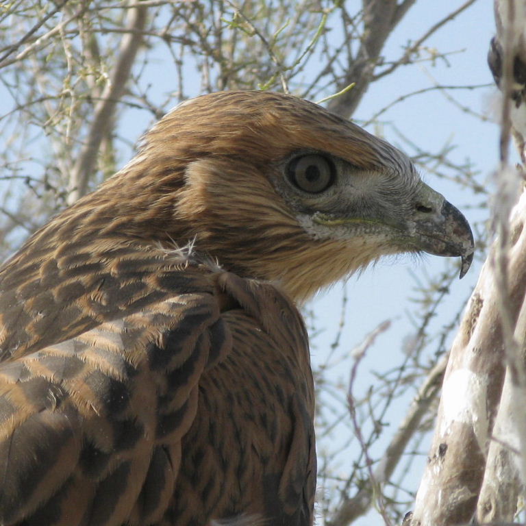 Long-legged Buzzard head