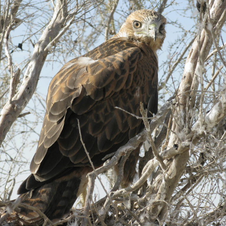 Long-legged Buzzard
