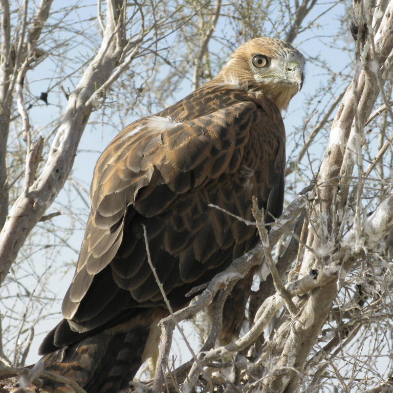Long-legged Buzzard