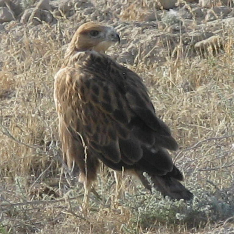 Long-legged Buzzard