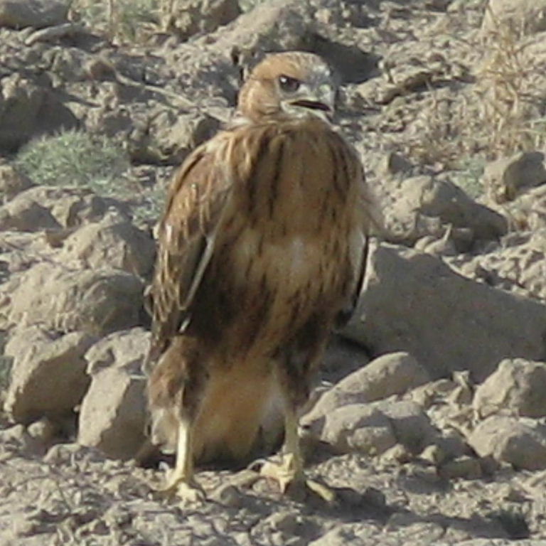Long-legged Buzzard