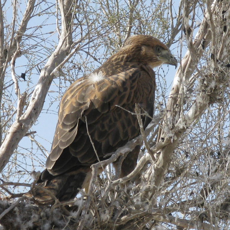 Long-legged Buzzard