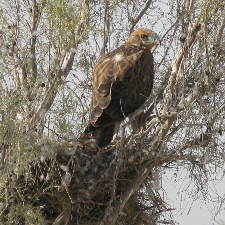 Long-legged Buzzard
