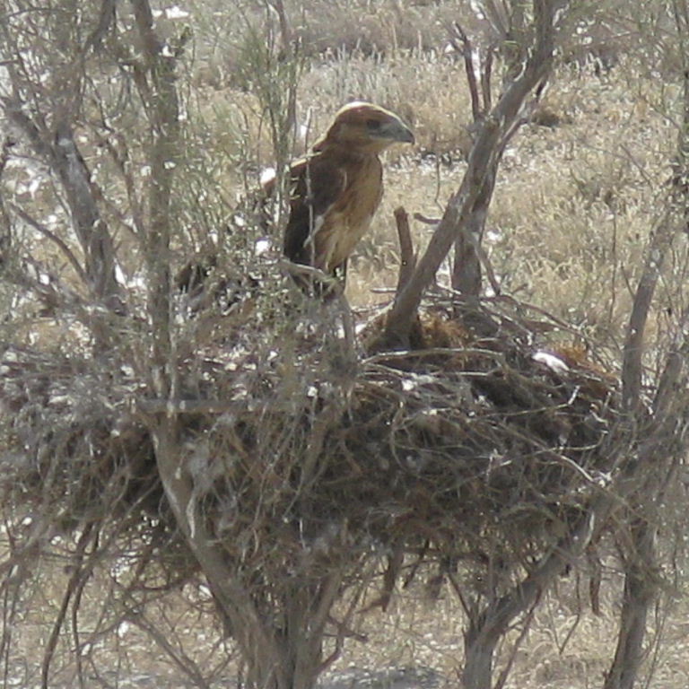 Long-legged Buzzard