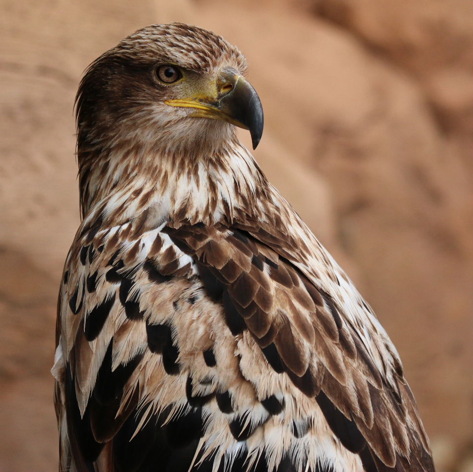 American Bald Eagle