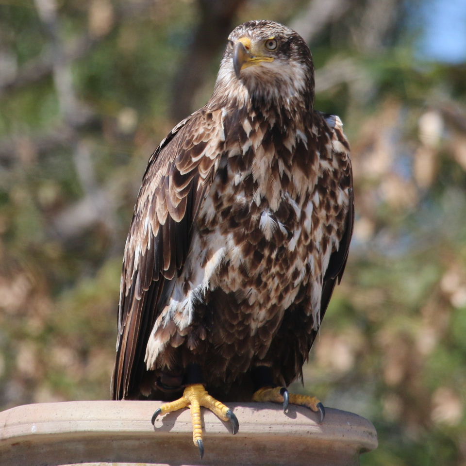 American Bald Eagle