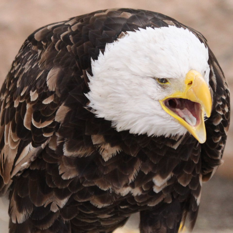 American Bald Eagle