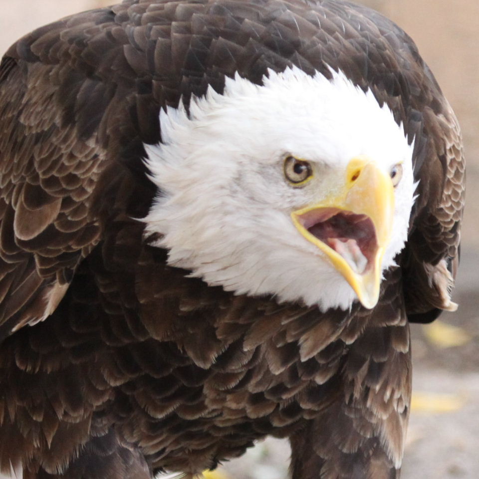 American Bald Eagle