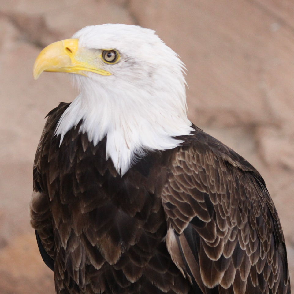 American Bald Eagle