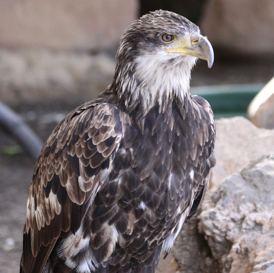 American Bald Eagle