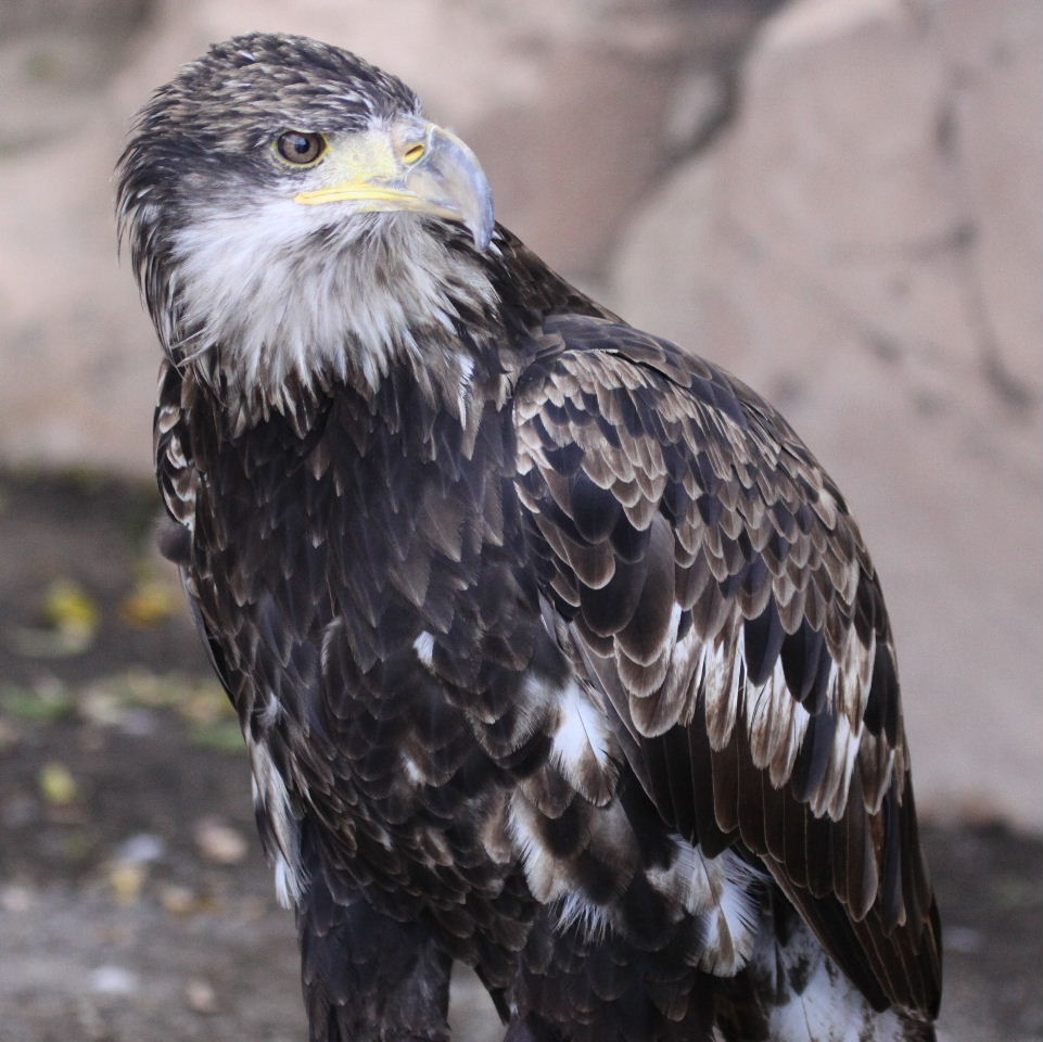 American Bald Eagle