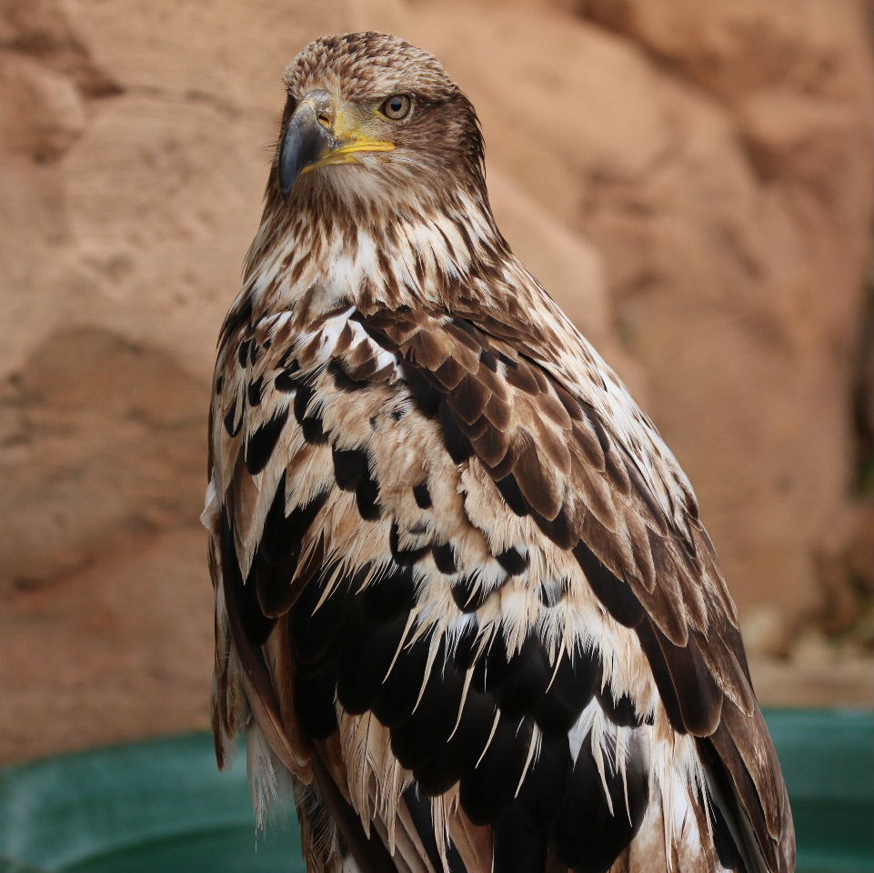 American Bald Eagle