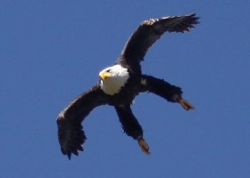 Bald Eagle