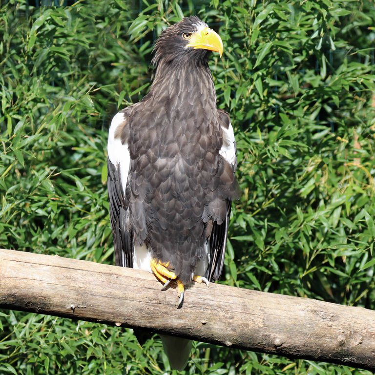 Steller's Sea Eagle