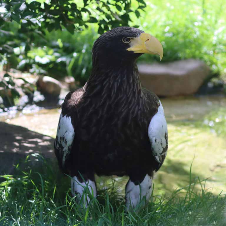 Steller's Sea Eagle