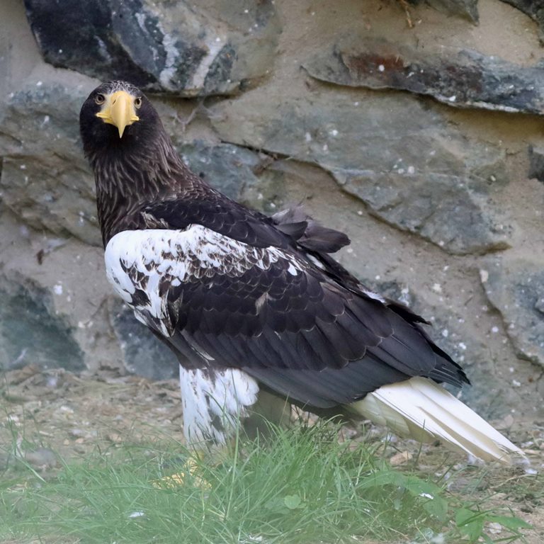 Steller's Sea Eagle