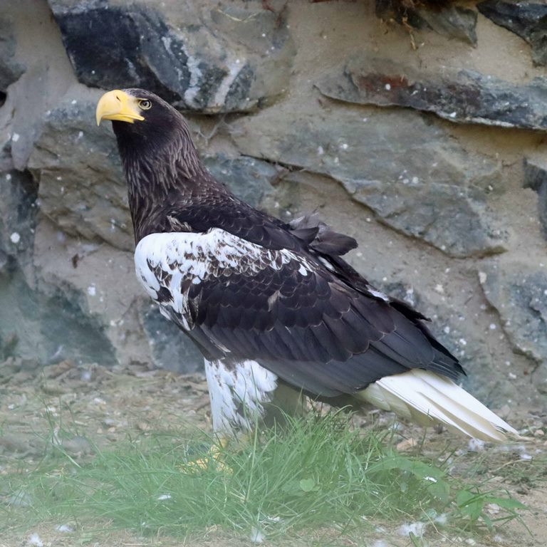 Steller's Sea Eagle