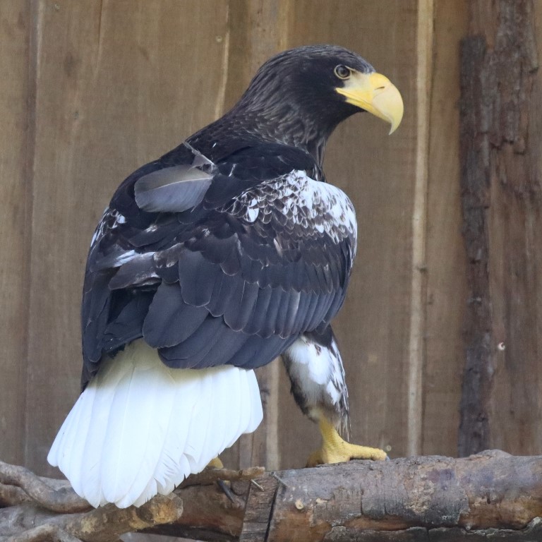 Steller's Sea Eagle
