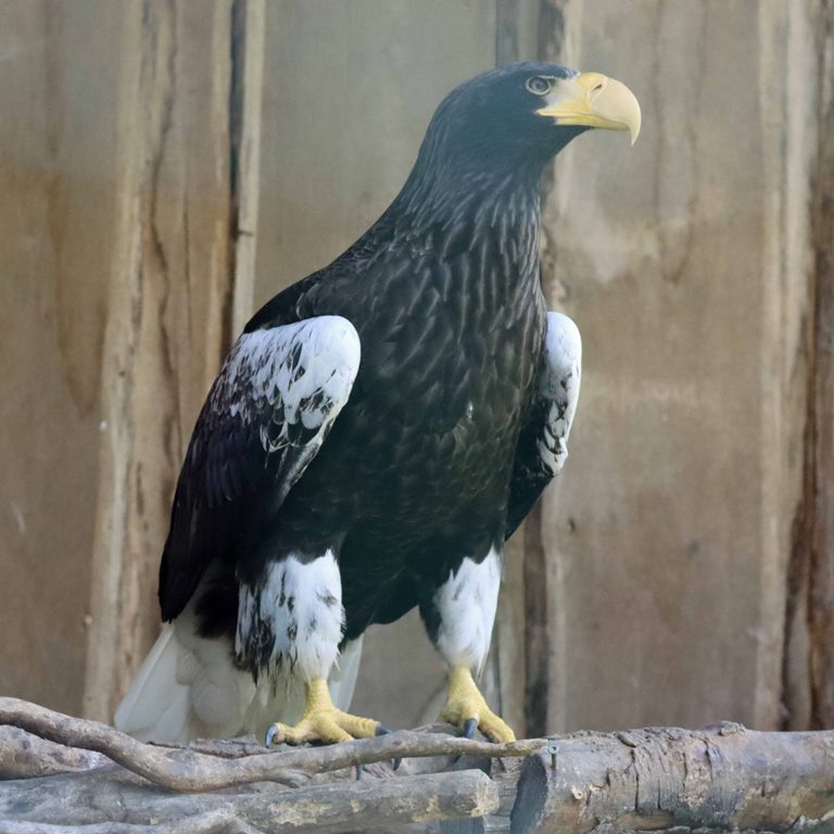 Steller's Sea Eagle