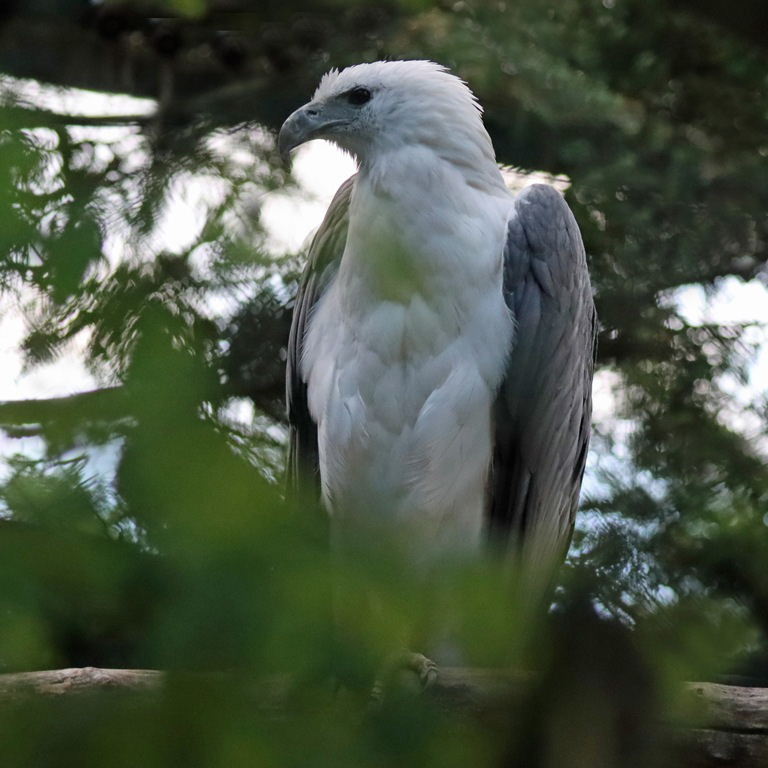 White-bellied Sea Eagle