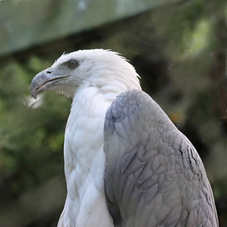 White-bellied Sea Eagle