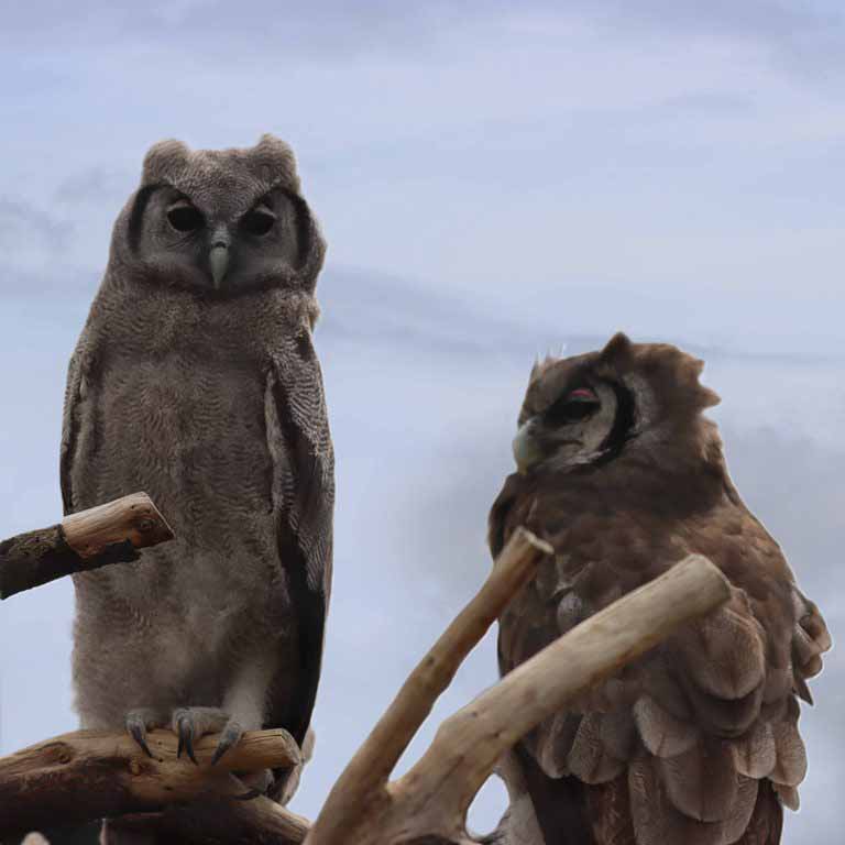 Verreaux's Eagle Owl