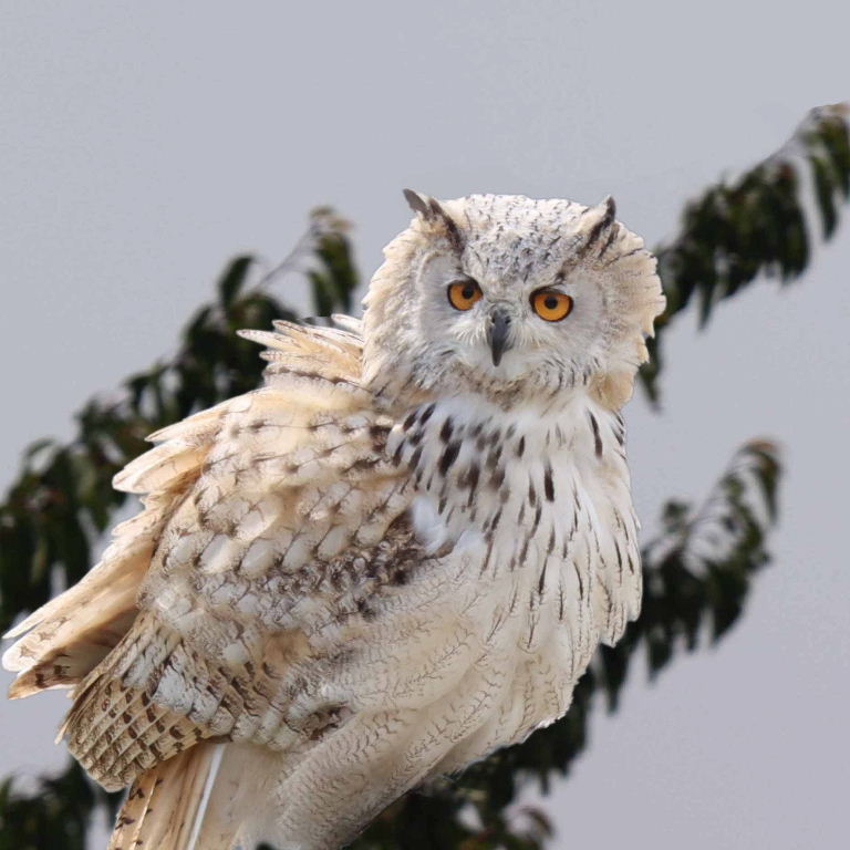 Western Siberian Eagle Owl