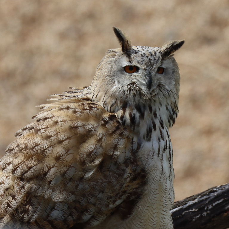 Western Siberian Eagle Owl