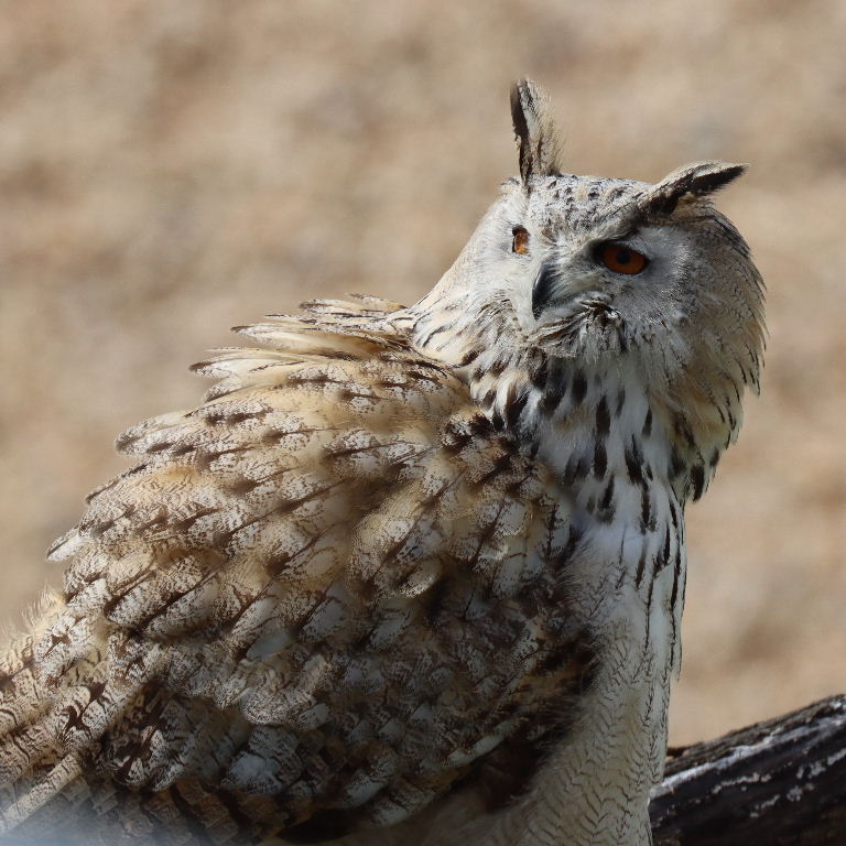 Western Siberian Eagle Owl
