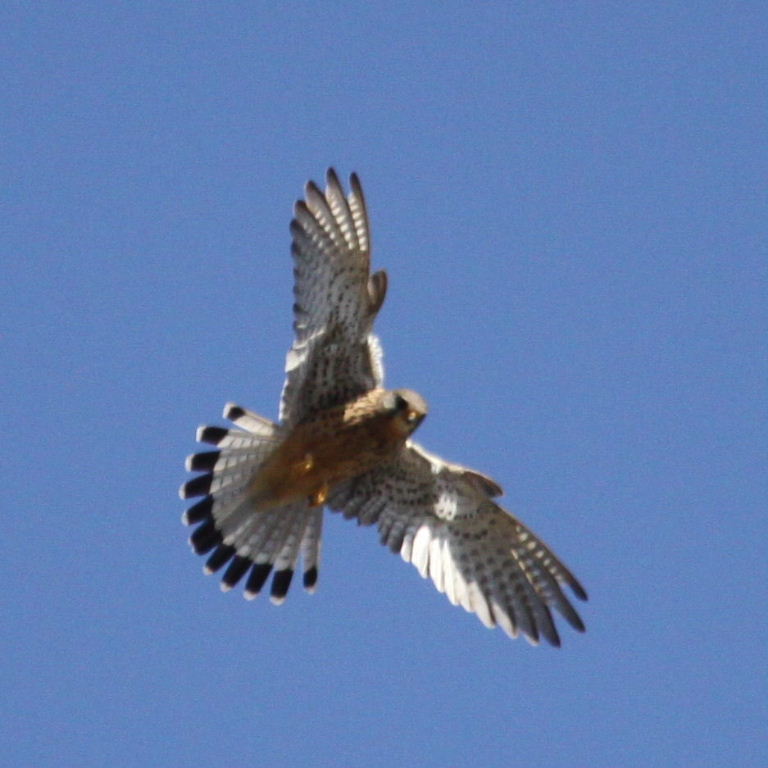 Kestrel hovering