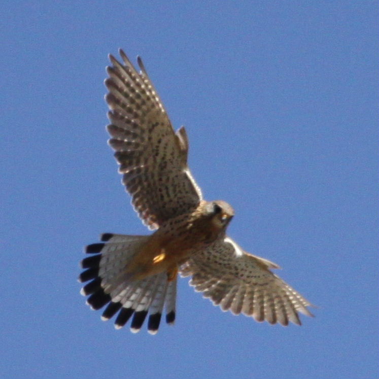 Kestrel hovering