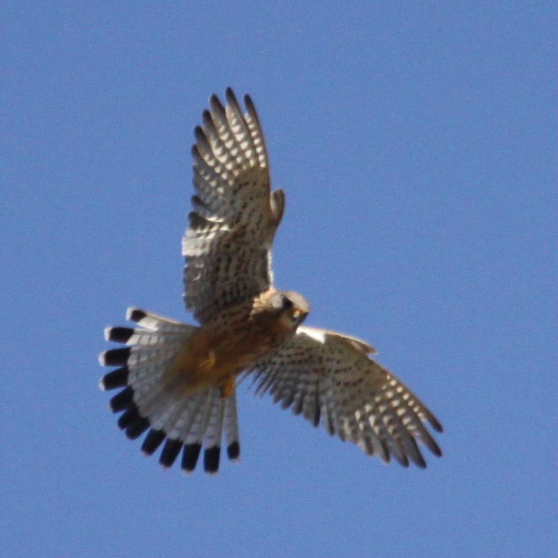 Kestrel hovering