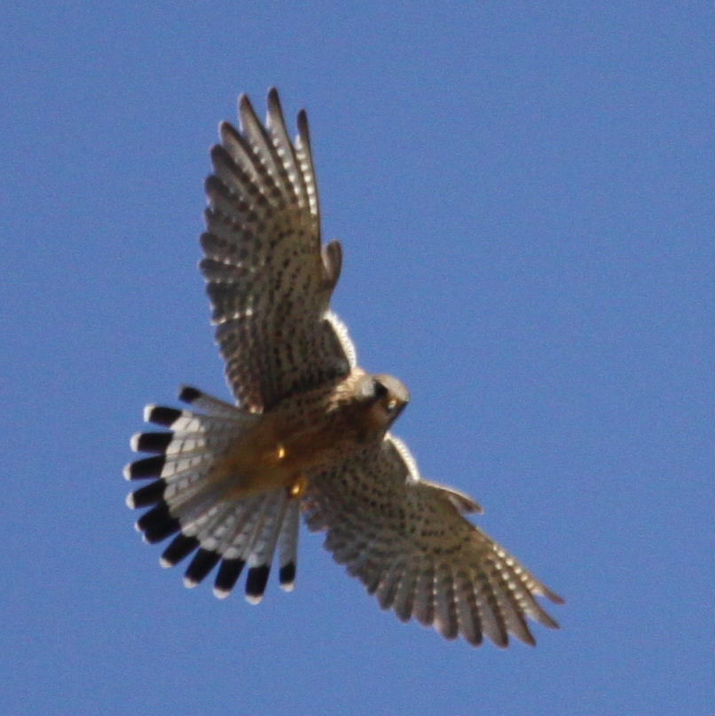 Kestrel hovering