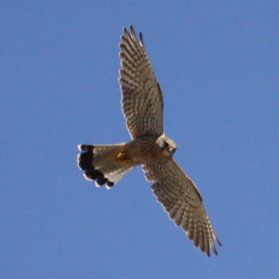 Kestrel hovering