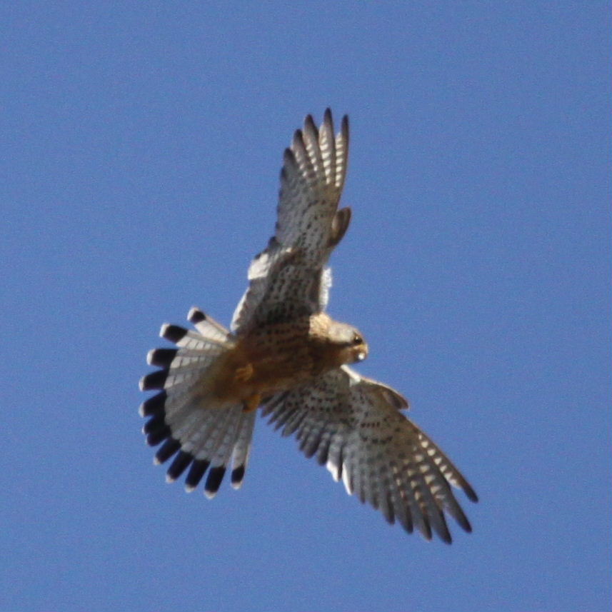 Kestrel hovering