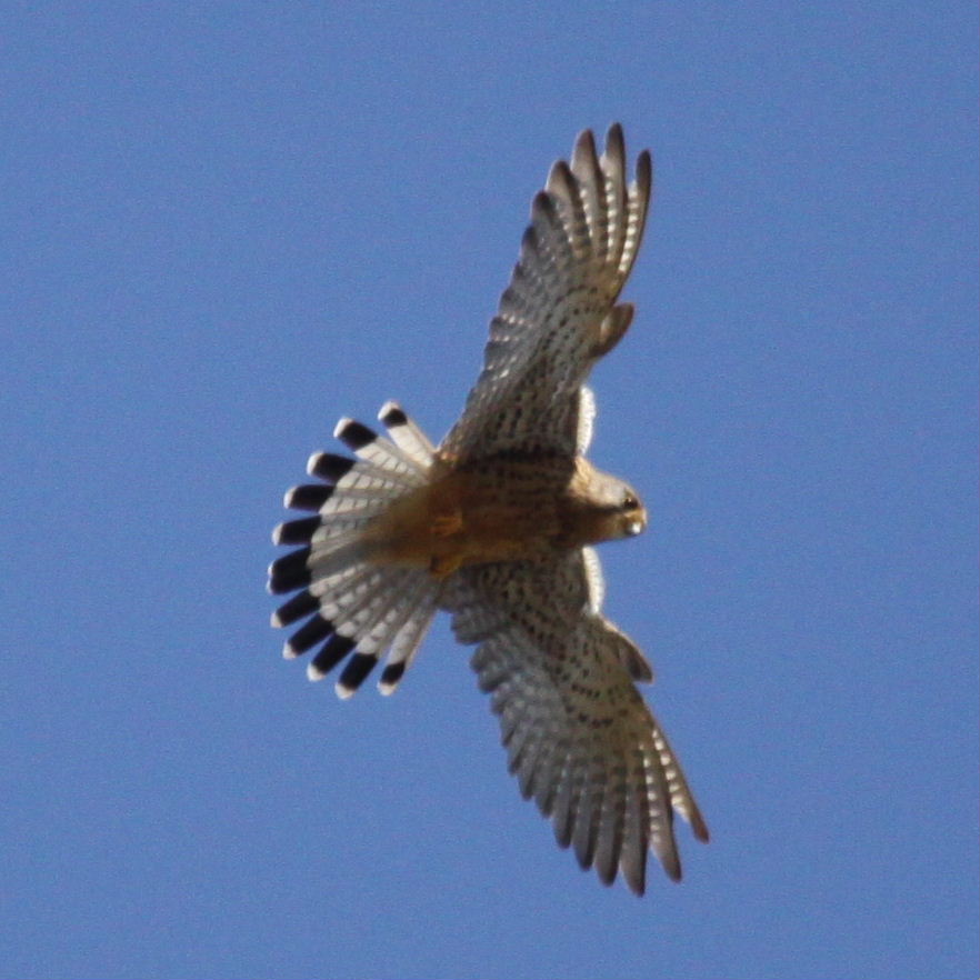 Kestrel hovering