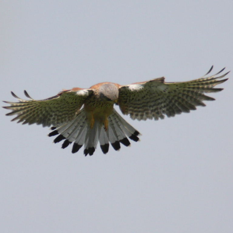 Kestrel hovering
