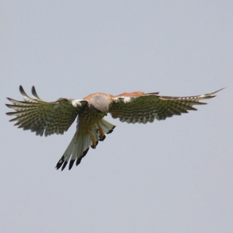 Kestrel hovering