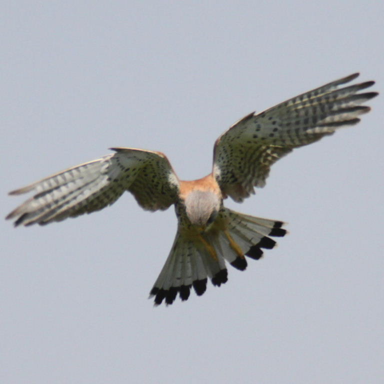 Kestrel hovering