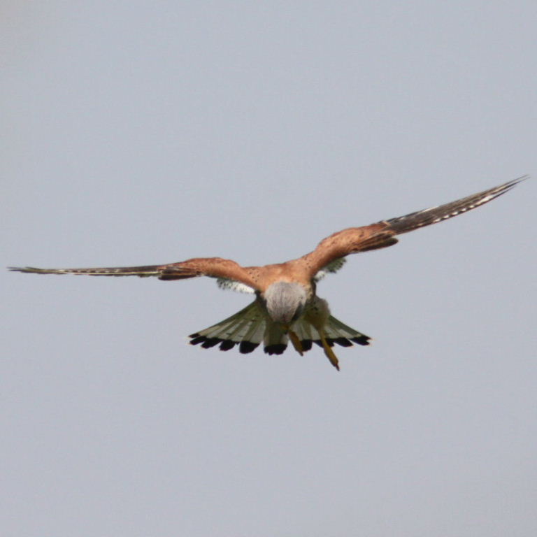 Kestrel hovering