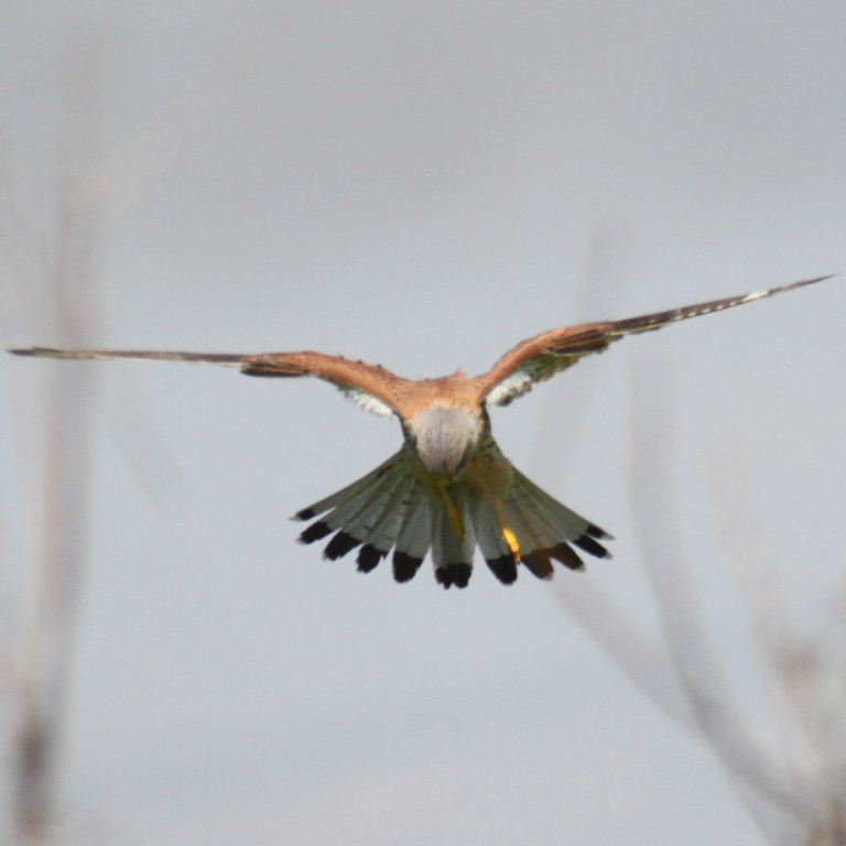 Kestrel hovering