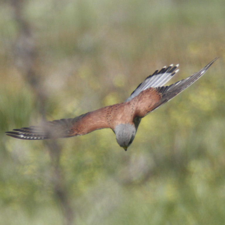 Kestrel stoops
