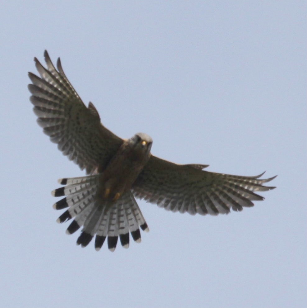 Kestrel hovering