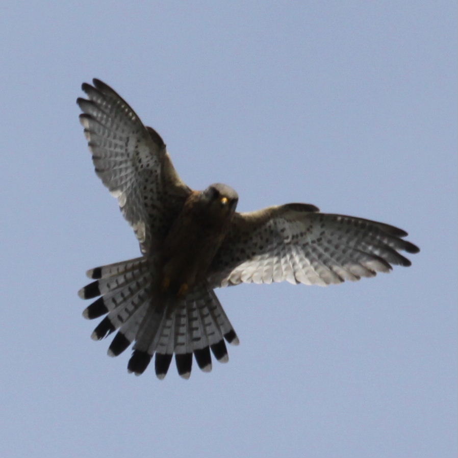 Kestrel hovering
