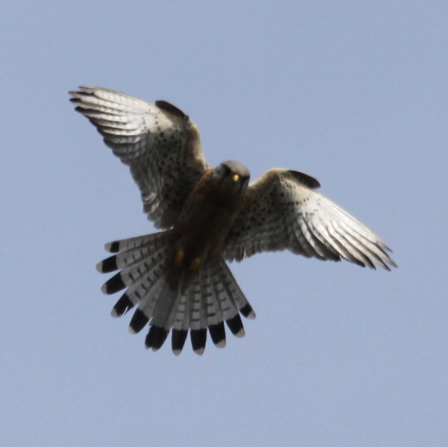 Kestrel hovering
