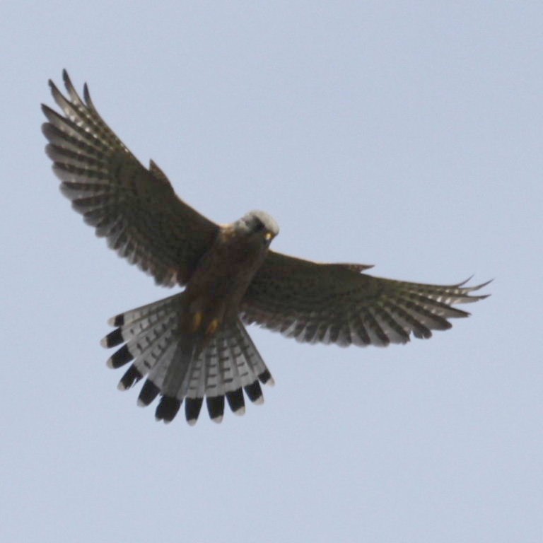 Kestrel hovering