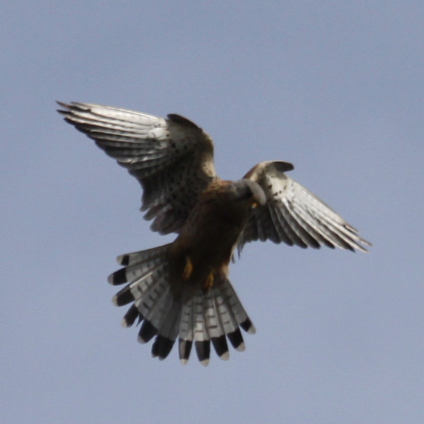 Kestrel hovering