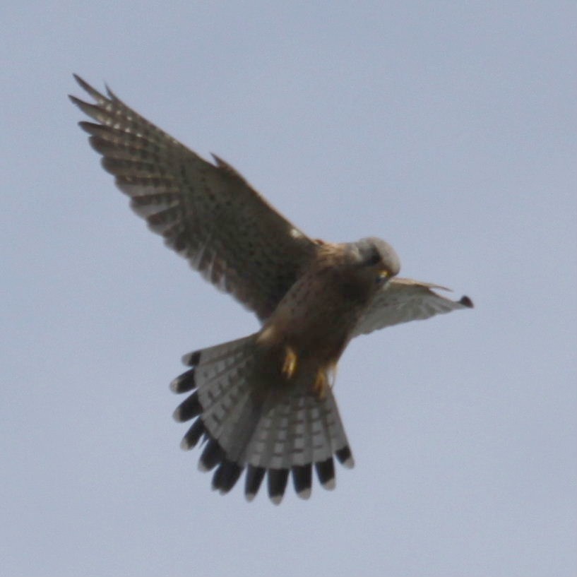 Kestrel hovering